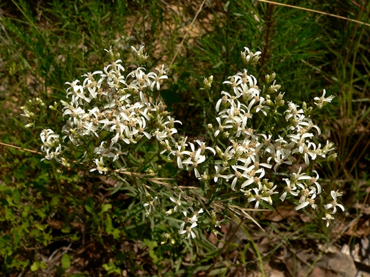 {Sericocarpus linifolius}